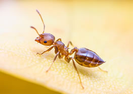 家里有蚂蚁该用什么蚂蚁药？ 