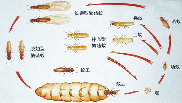 白蚁生活史