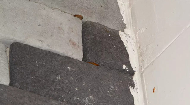 墙的缝隙，特别是那些用石头片装饰墙面的，缝隙大大的，是蟑螂藏身处