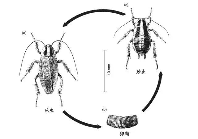 蟑螂生活史