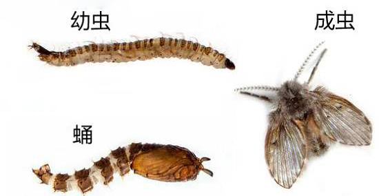 蛾蠓生活史