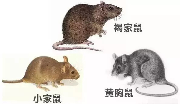 家栖鼠