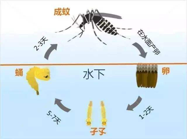 蚊子生活史