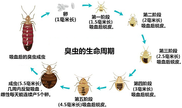 臭虫生命周期