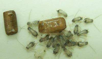 蟑螂卵鞘内的蟑螂若虫