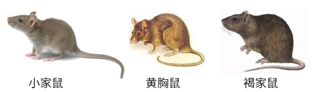 褐家鼠、黄胸鼠和小家鼠