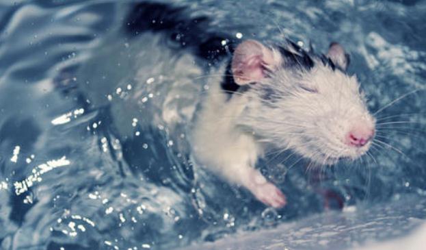 老鼠游泳高手