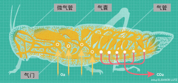 气门为昆虫的呼吸系统