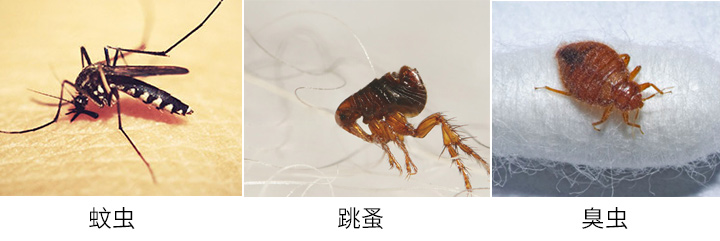 蚊虫跳蚤臭虫
