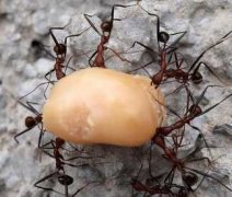 怎样治蚂蚁？ 