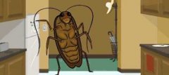 家里有蟑螂，怎么办？夏天是蟑螂泛滥的季节吗？ 