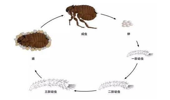跳蚤生活史