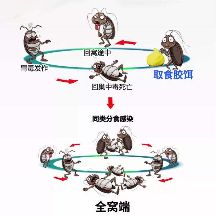 蟑螂吃了蟑螂胶饵后的中毒现象