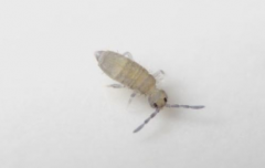 家里地板以及卫生间区域经常会出现一些小跳虫和书虱怎么办？