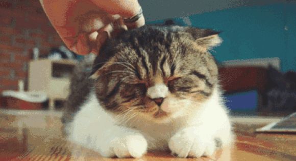 猫蚤
