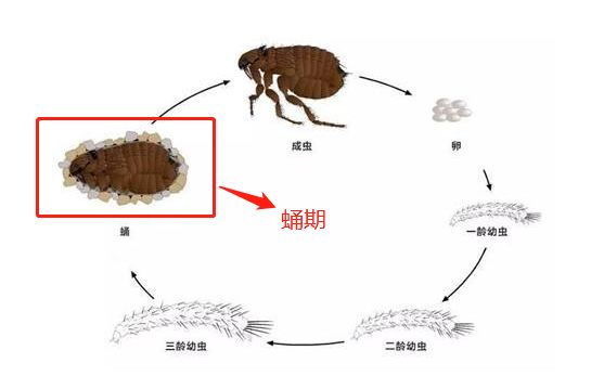 跳蚤生活史