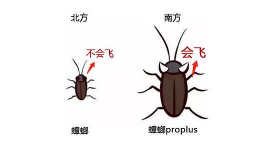 南北方蟑螂差距