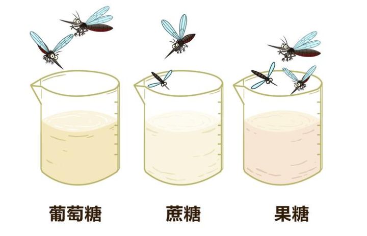 蚊子被糖吸引