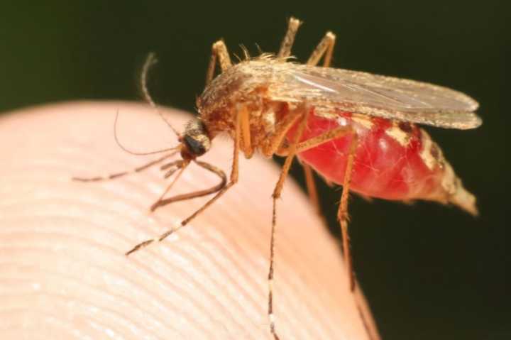 家住一楼,蚊子特别多,有什么有效的驱蚊方式?