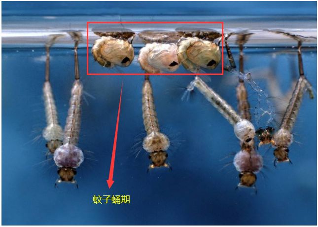 蚊子蛹期