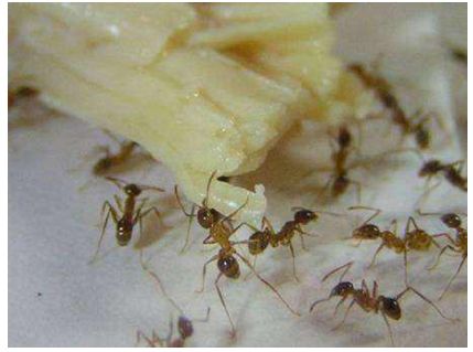 蚂蚁被食物引诱