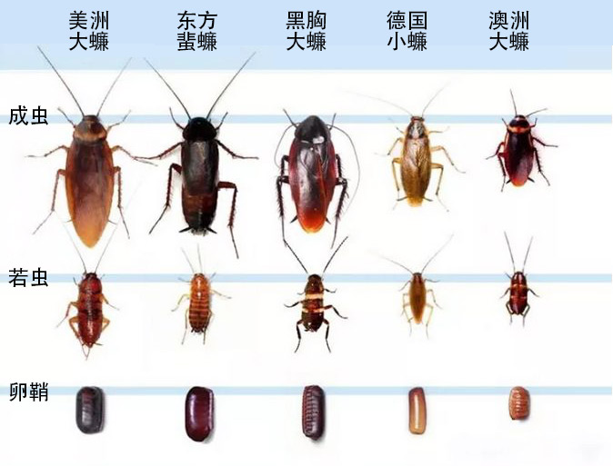 不同蟑螂种类