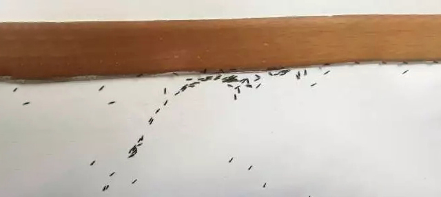 白蚁分飞蚁正在配对且寻找合适地点建巢