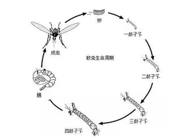 蚊虫生命周期