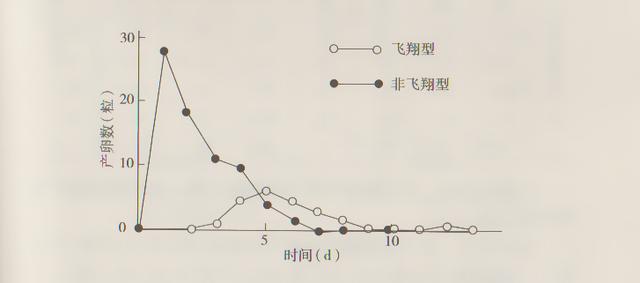 四紋豆象每雌虫产卵数和持续天数