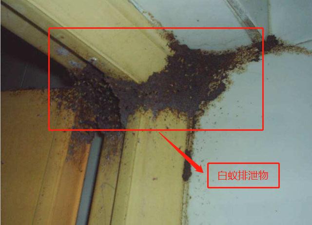 白蚁的排泄物图片图片