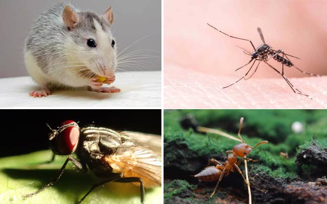 老鼠、蟑螂、蚂蚁、苍蝇