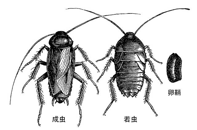 蟑螂的发育过程