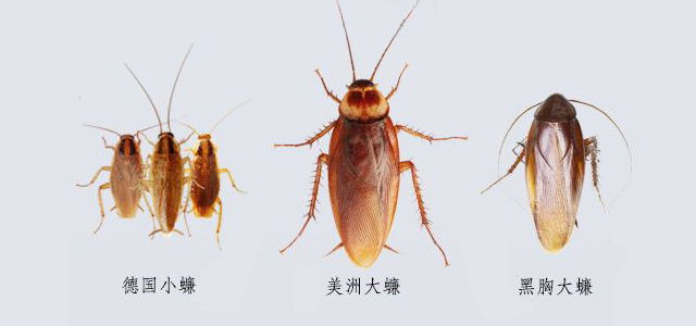 德国小蠊　美洲大蠊　黑胸大蠊