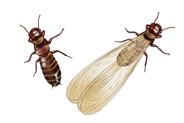 白蚁（左）白蚁繁殖蚁（右）