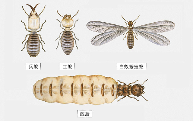 兵蚁、工蚁、若蚁、蚁王、蚁后、白蚁繁殖蚁
