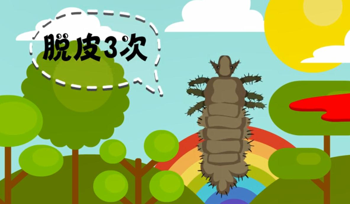 头虱