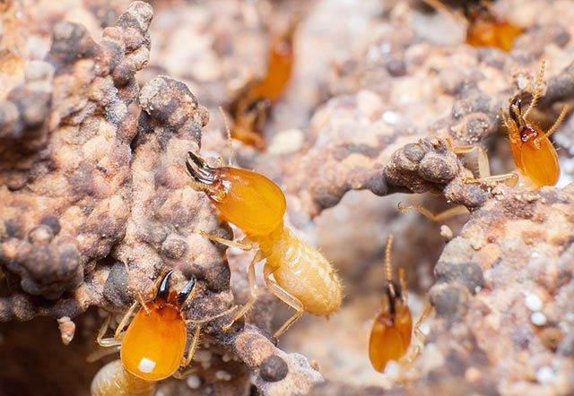 白蚂蚁兵蚁（台湾乳白蚁）