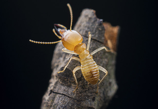 台湾乳白蚁兵蚁（家白蚁）