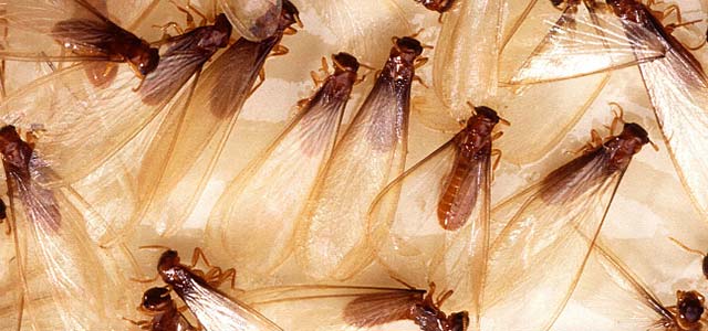 白蚁繁殖蚁（分飞蚁）