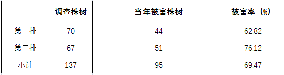 白蚁危害杉木植株调查