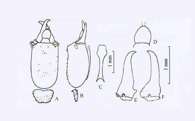 陌宽网白蚁 R.mirus，新种