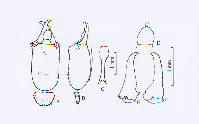 陌宽网白蚁 R.mirus，新种