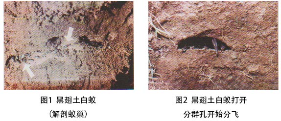黑翅土白蚁表１　我国五大主要白蚁属及其南方代表性种类的危害特点