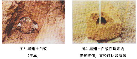 黑翅土白蚁