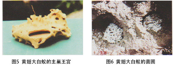 黄翅大白蚁