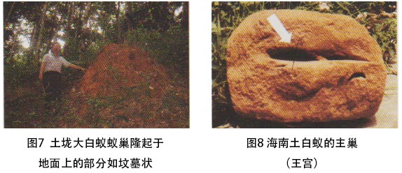 土垅大白蚁蚁巢和海南土白蚁主巢