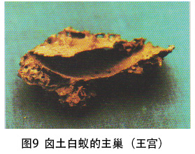 囟土白蚁的主巢