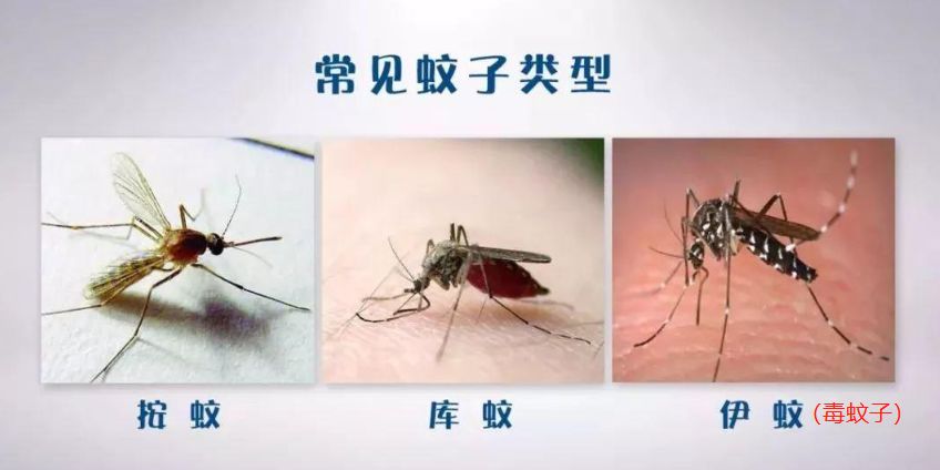 常见蚊子种类