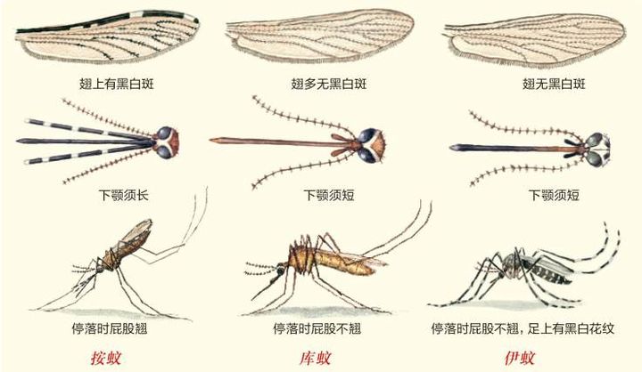 毒蚊子和普通蚊子图片