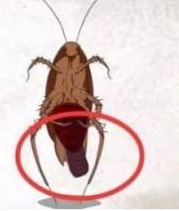 蟑螂尾部夹带着卵鞘
